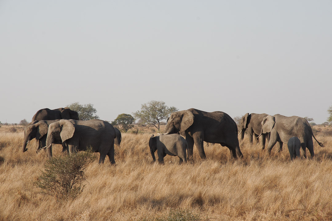 troupeaux d'éléphants au Parc Kruger - Afrique du Sud
