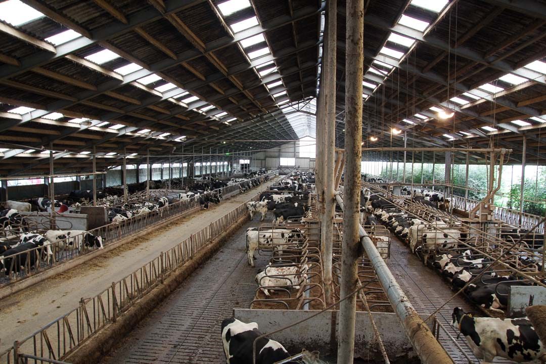 ferme de vaches laitieres aux Pays-Bays