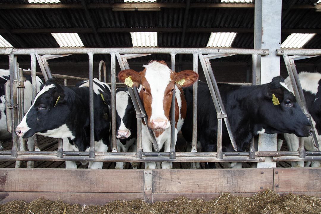 vaches laitières aux Pays-Bas