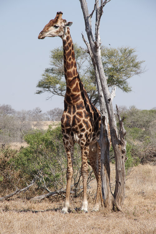 girafe Kruger National Park South Africa