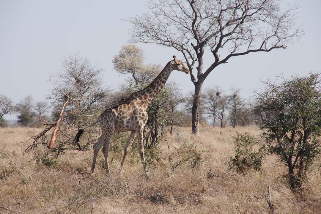 Obersvation de Girafe au Parc Kruger