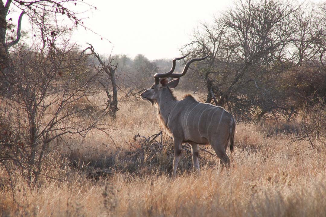 Koudou au Parc Kruger - Afrique du Sud