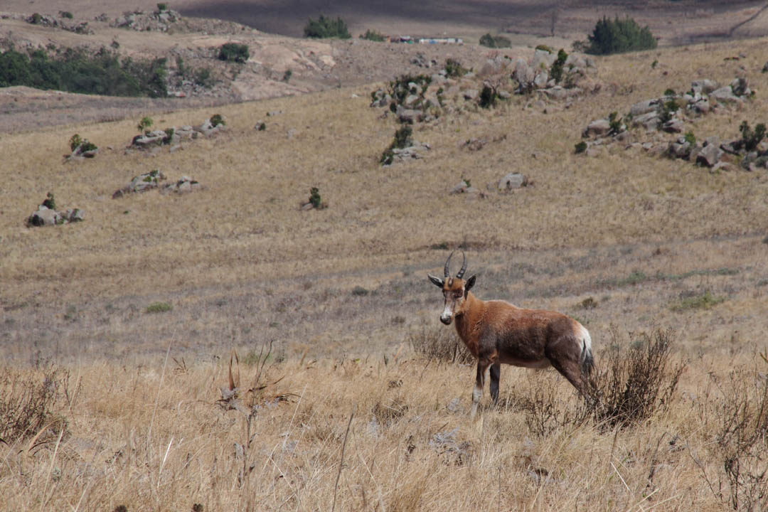 Damaliste à front blanc - antilope du swaziland
