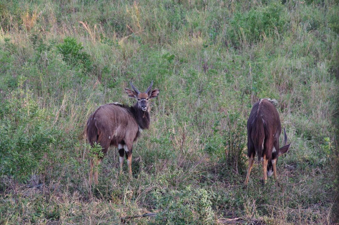 Nyala male - réserve de Hluhluwe - Afrique du Sud