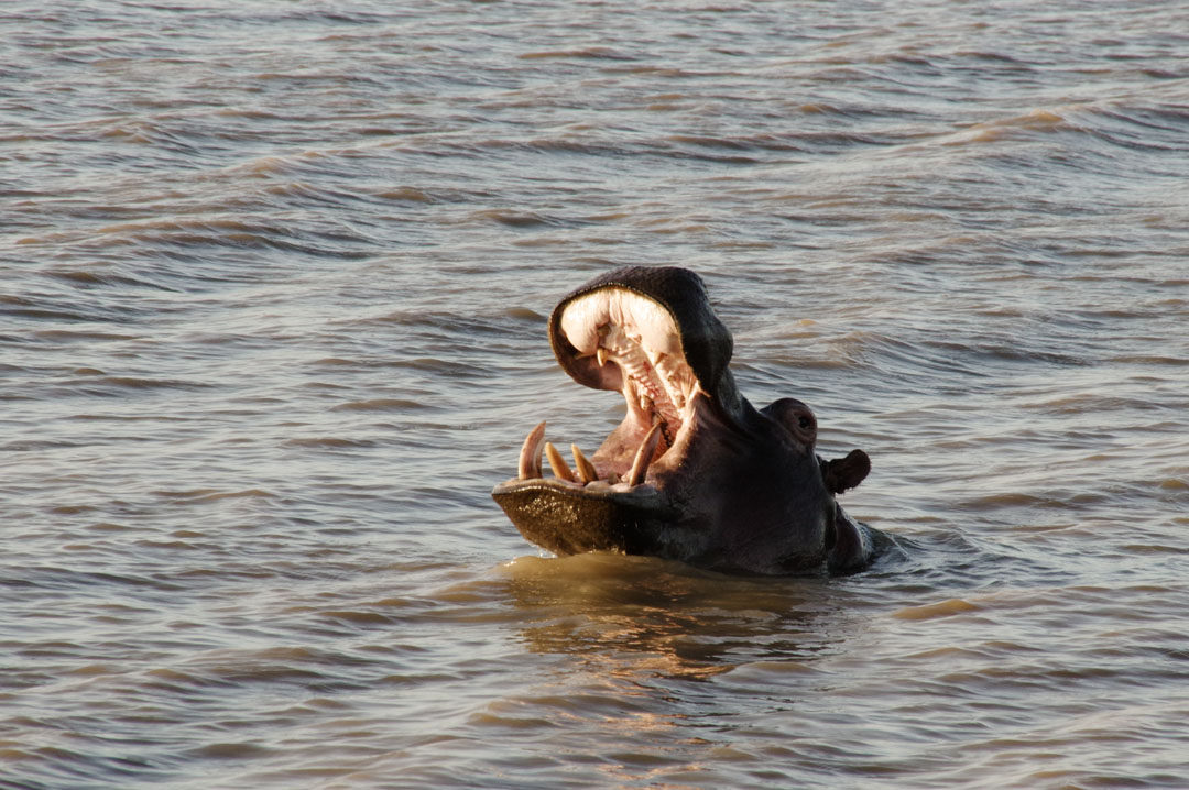 Un hippopotame dans l'estuaire de Santa Lucia - Afrique du Sud