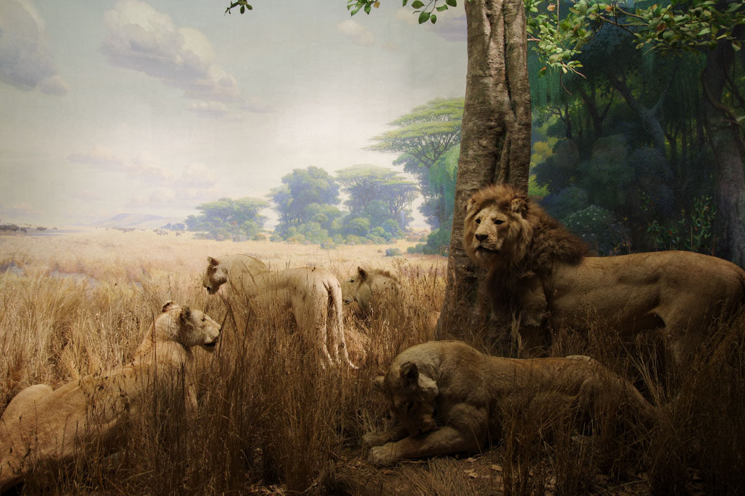 Museum d'histoire Naturelle de New York - Vitrine des Lions