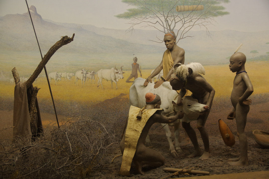 Museum d'histoire Naturelle de New York - vitrine de l'Afrique