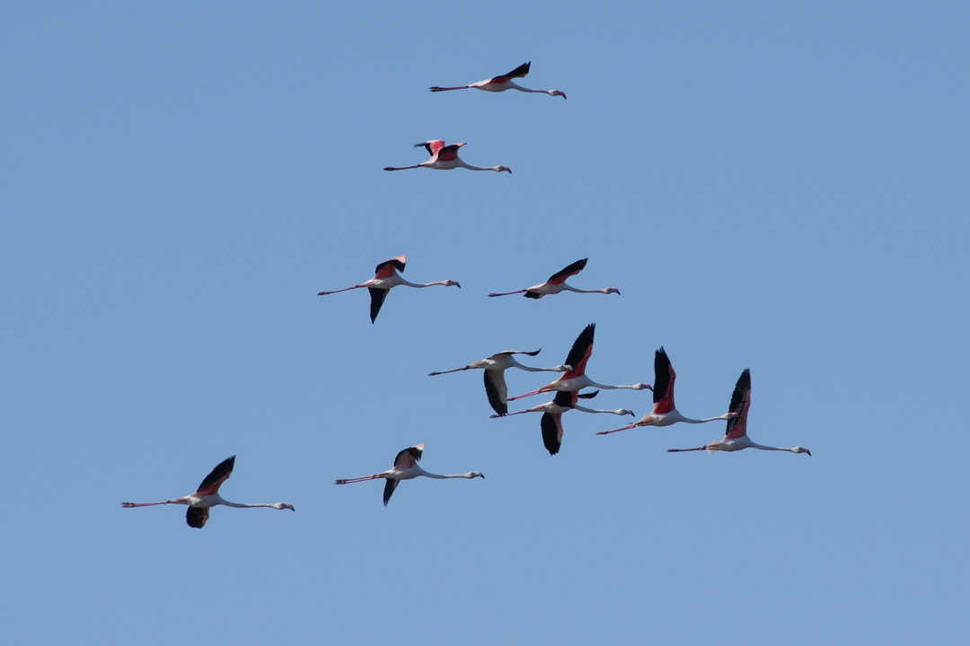Vol de flamands roses au dessus de la réserve du Bagnas