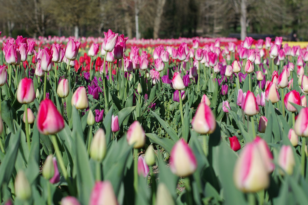 jardin de tulipes de Cheverny