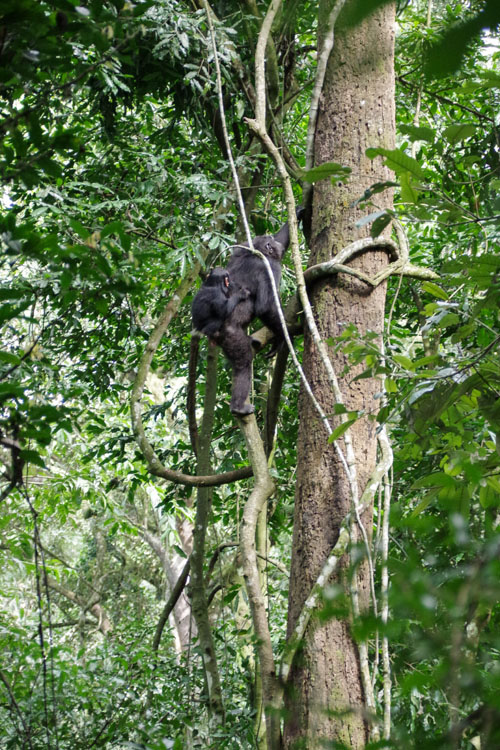 Chimpanzé grimpant dans un arbre avec son bébé dans le dos