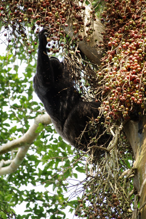 chimpanzé attrapant des fruits