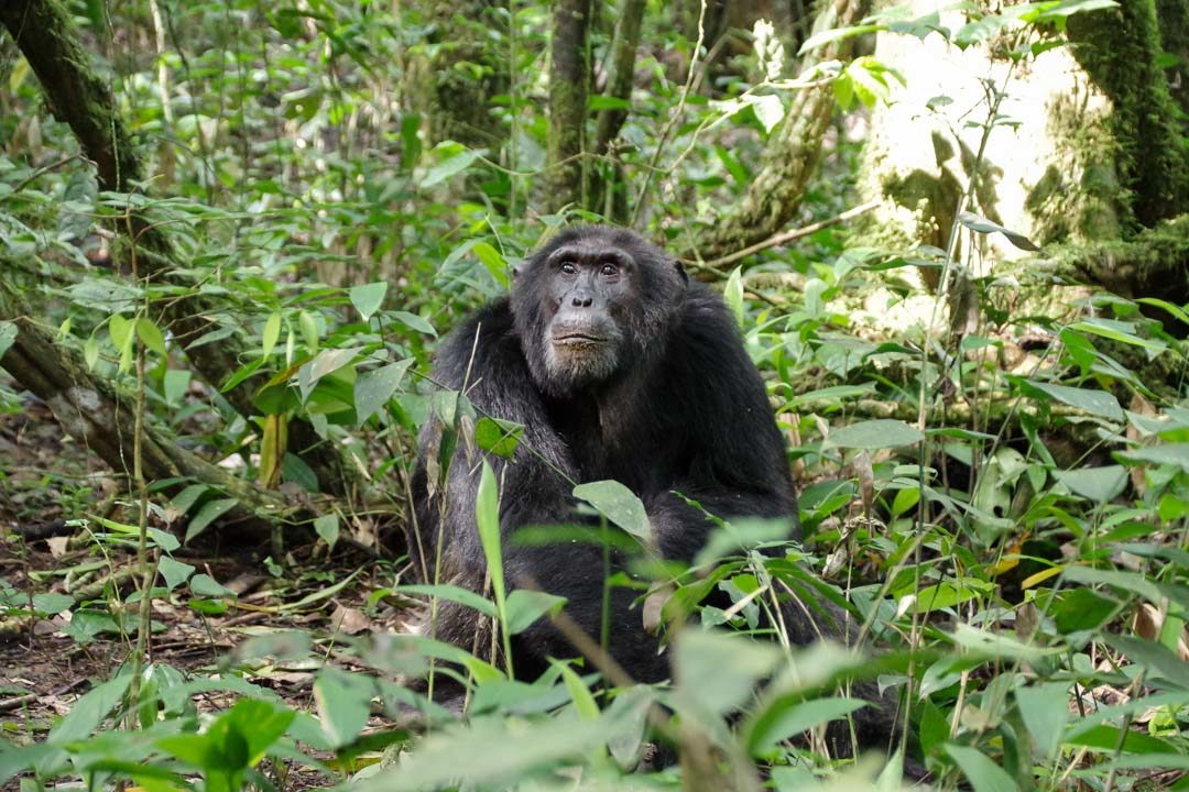 Chimpanze dans la forêt de Kibale