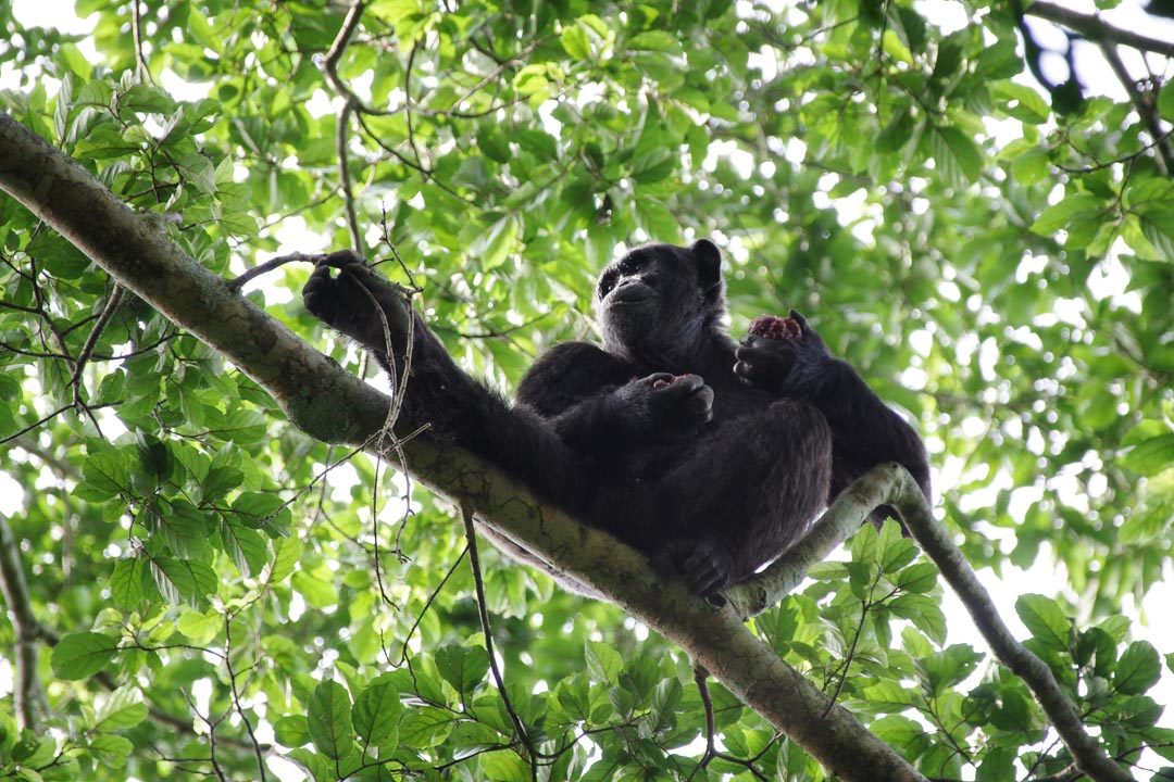 Chimpanze dans la forêt de Kibale - Ouganda