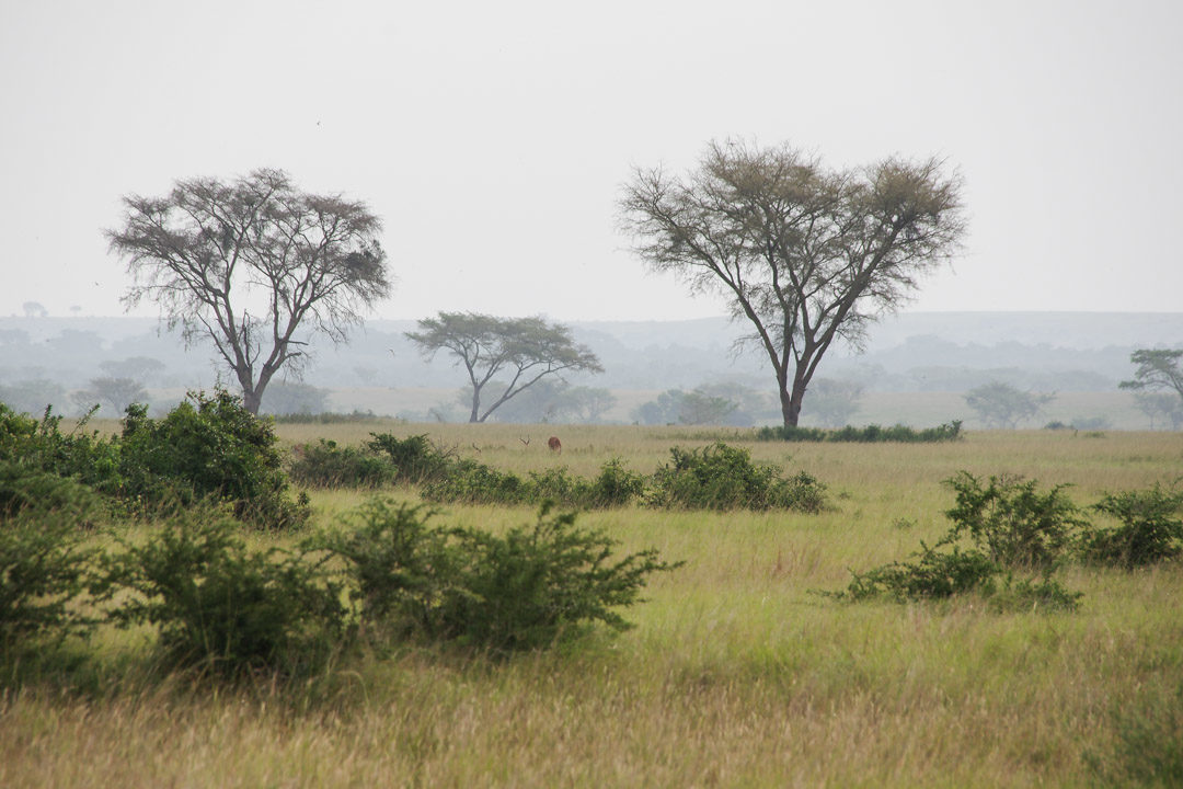 paysage de savane en Ouganda