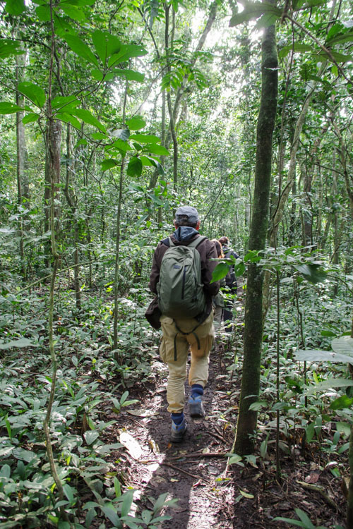 C'est parti pour le trekking chimpanzé dans la forêt de Kibale en Ouganda