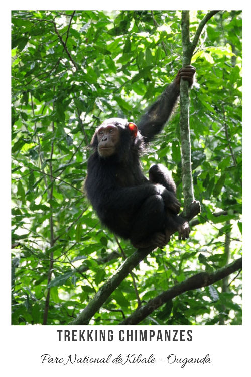 Recit de mon Trekking Chimpanzé dans la forêt de Kibale en Ouganda