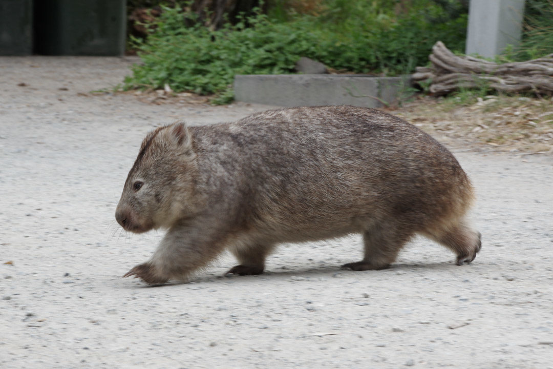 wombat - wilson Promotory National Park