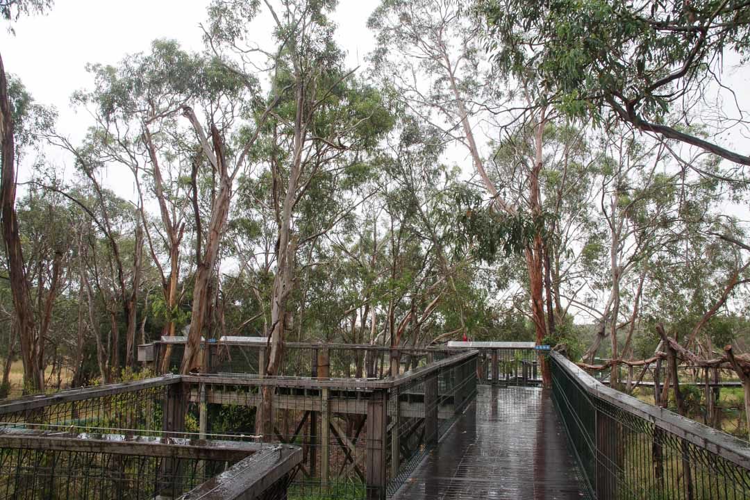 Visite du Koala Conservation Center à Phillip Island