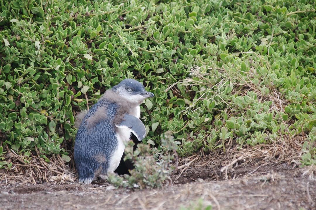 Jeune Little Penguin