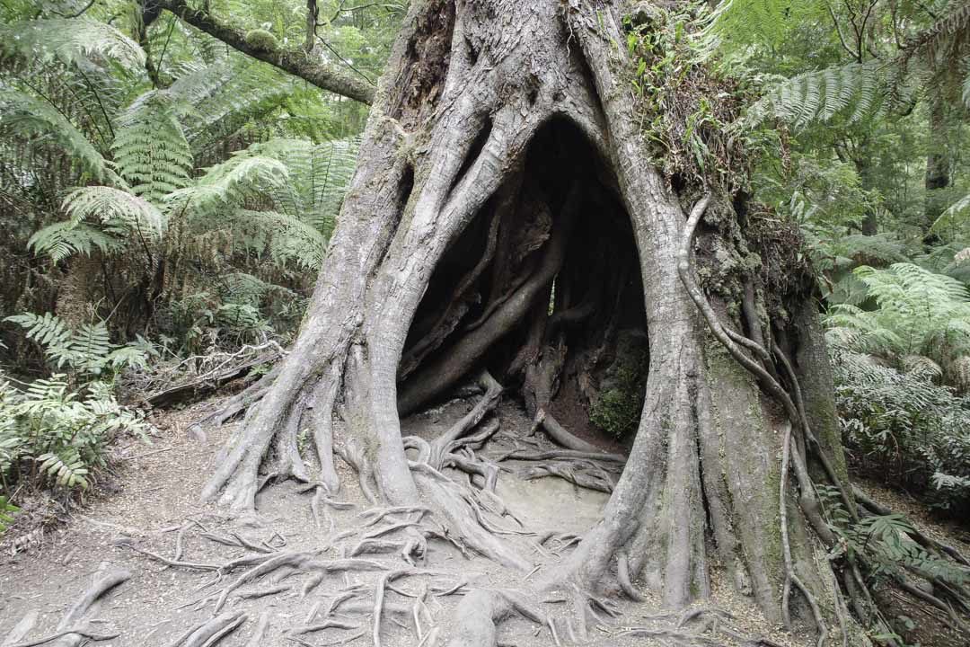 Tronc d'arbre creux - foret tropicale d'Australie