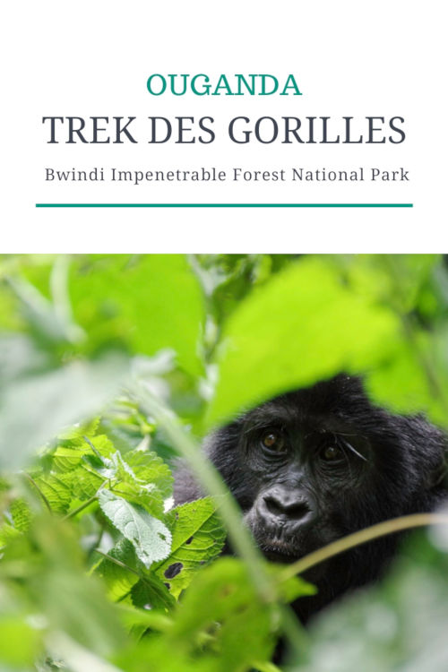 Tout savoir sur le trekking des gorilles dans la forêt de Bwindi en Ouganda