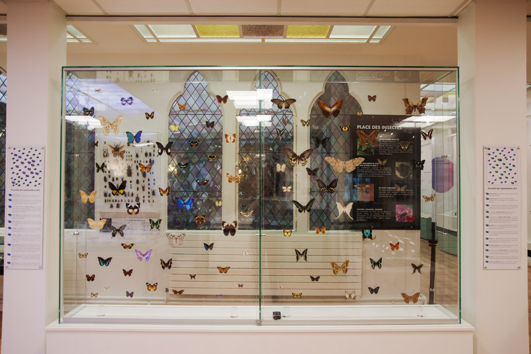 Musée des papillons - Saint-Quentin