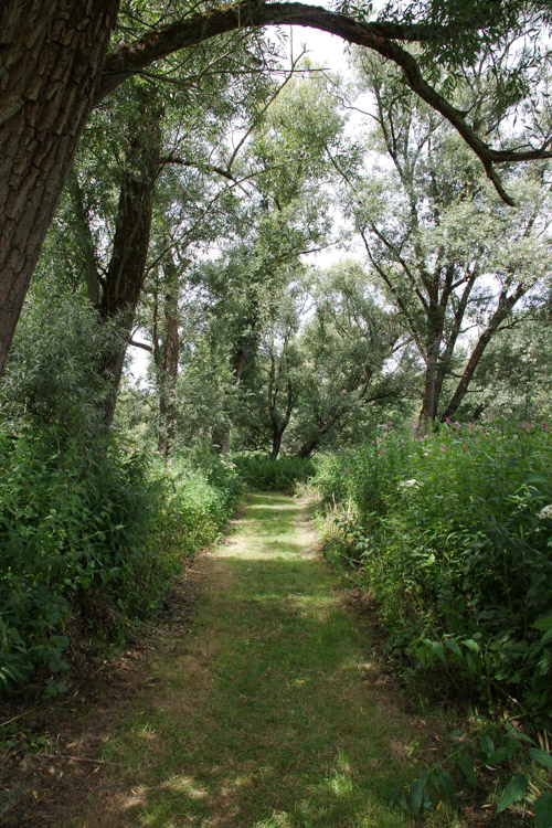 sentier de randonnée dans le parc naturel de la zone humide de Biesbosch