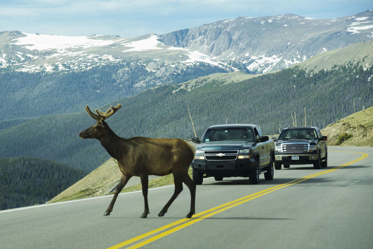 traversée d'animaux sauvages sur la route de Rocky Mountain National Park