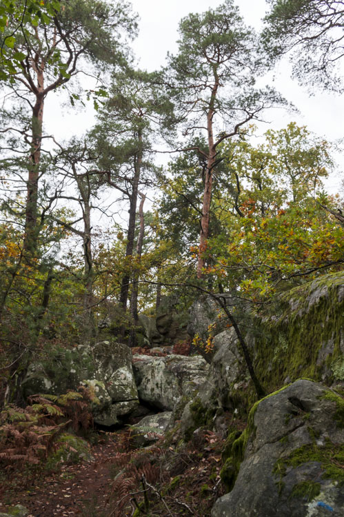 randonnée en forêt de Fontainebleau