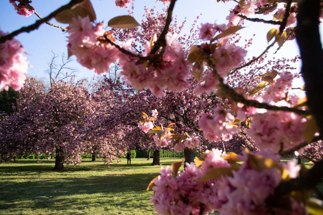 les cerisiers en fleurs au Parc de Sceaux