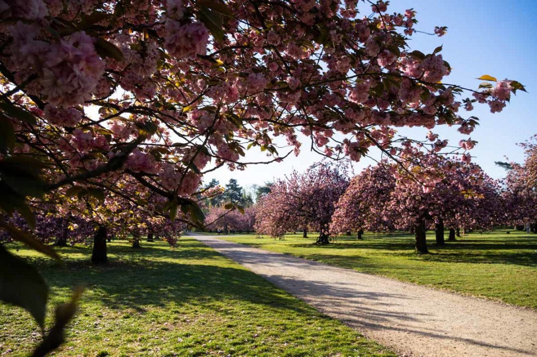le parterre de cerisiers du Parc de Sceaux