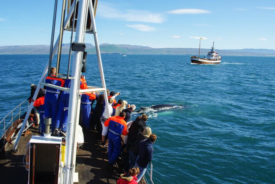 Excursion pour observer les baleines en Islande