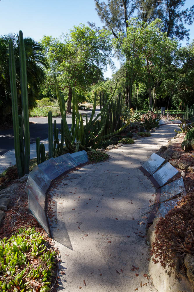 le jardin botanique d'Adelaide - cactus