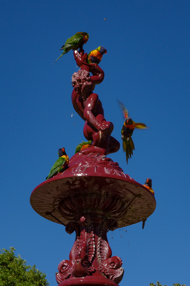 le jardin botanique d'Adelaide - perroquets