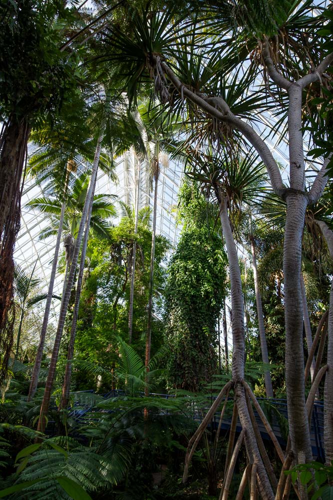 le jardin botanique d'Adelaide - serre de palmiers