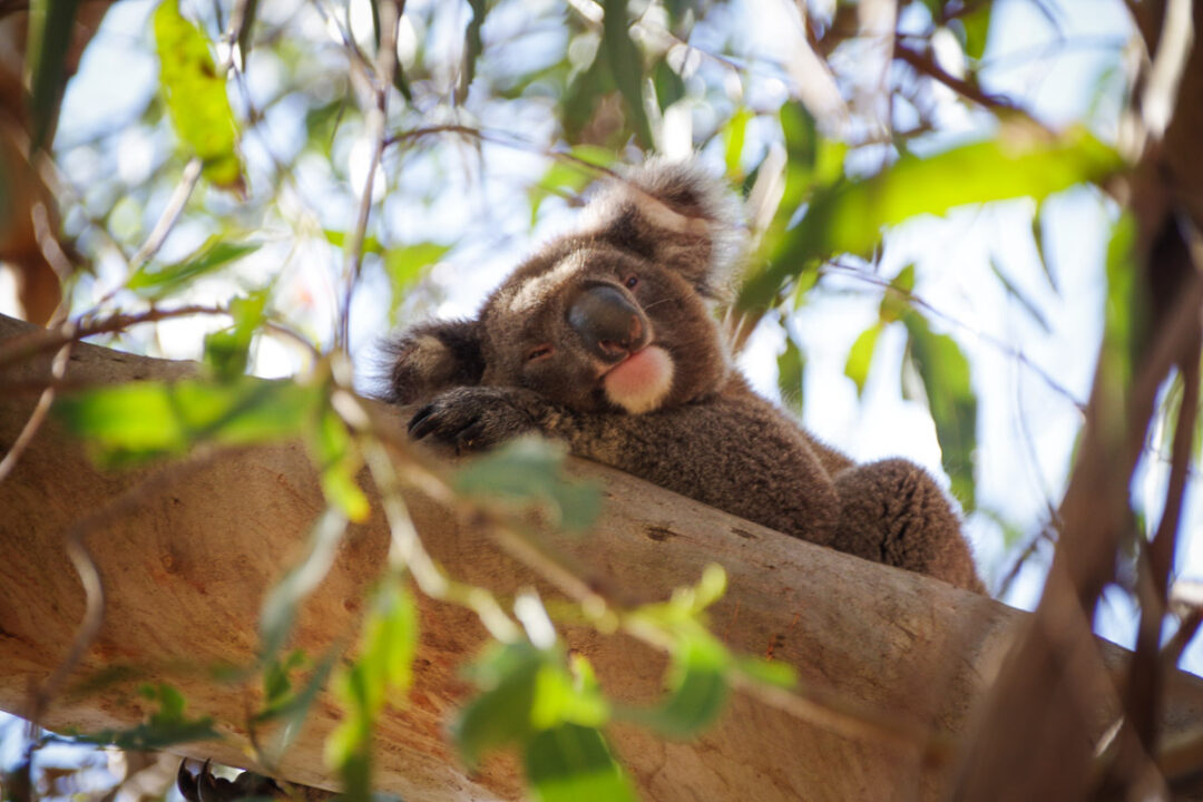 Koala à Kangaroo Island