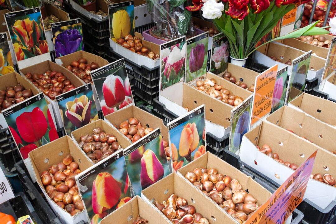 Bloemenmarkt : le marché aux fleurs d'Amsterdam - stand de bulbes de tulipes