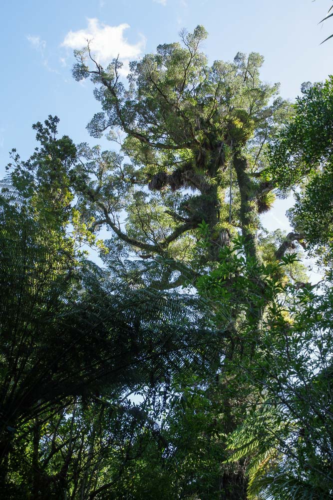 Arbre Kauri dans la forêt de Coromandel - ile du nord de la Nouvelle Zélande