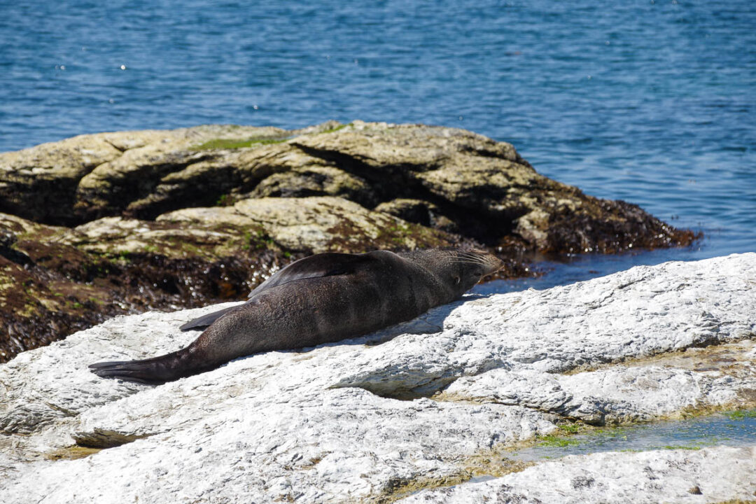 Otarie de Nouvelle-Zélande à Kaikoura (New Zealand Fur Seal)
