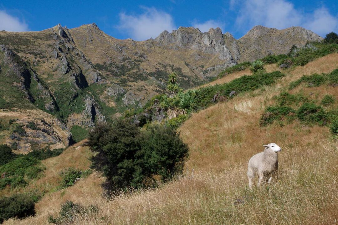 Un mouton neo-zélandais sur la randonnée d'Isthmus Peak