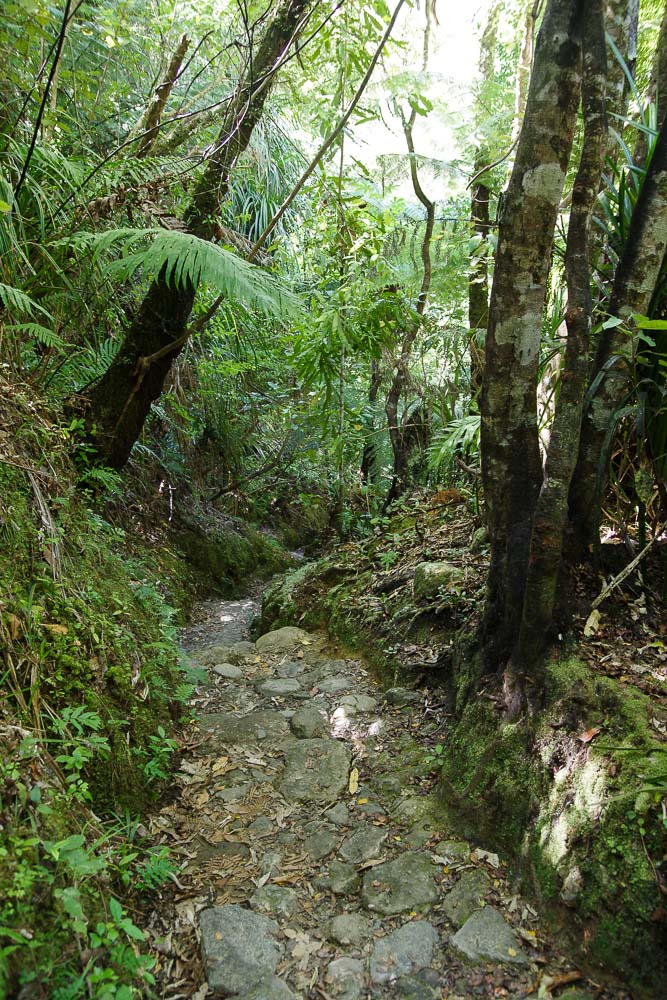 Sentier forestier dans la foret tropical de Coromandel en Nouvelle-Zélande
