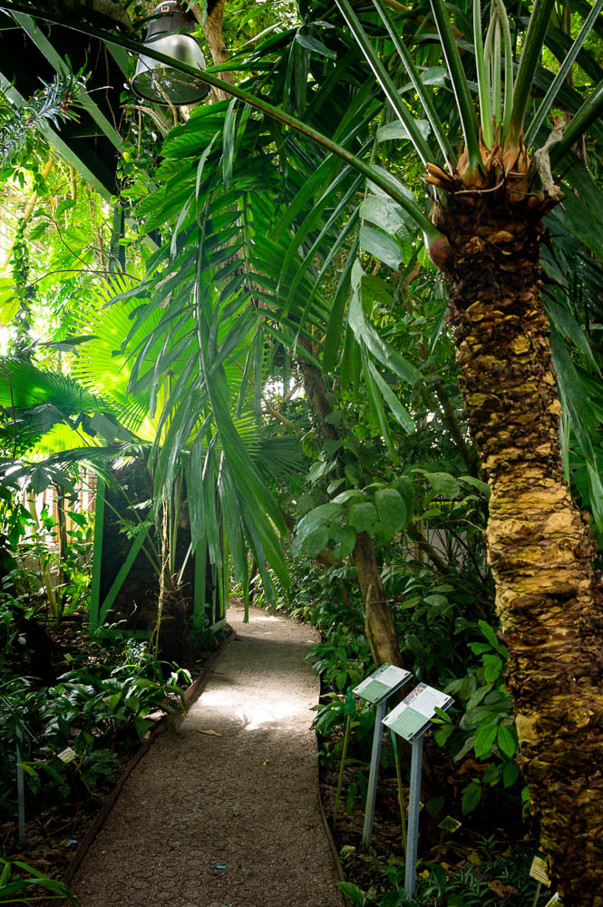 Intérieur de la serre tropicale du jardin Hortus Botanicus à Leyde