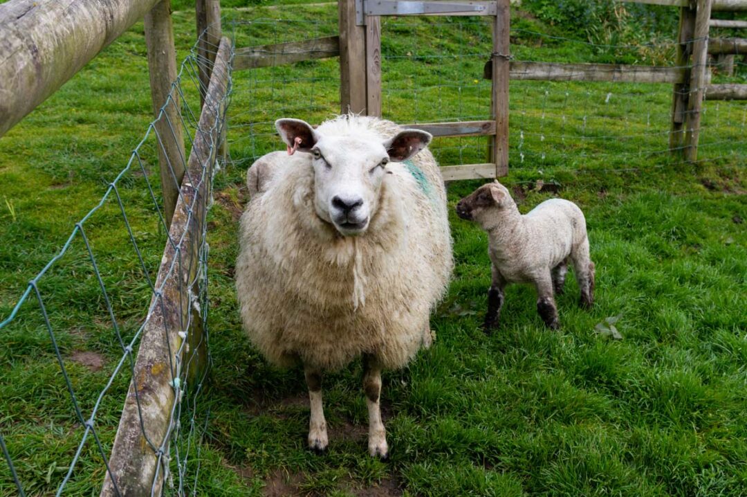 moutons de la ferme du musée de Hamptonne sur la vie rurale à Jersey