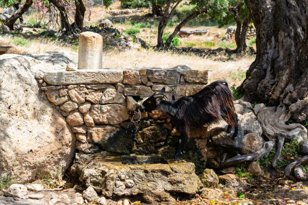 chèvre s'abreuvant à une fontaine à Lissos en Crète