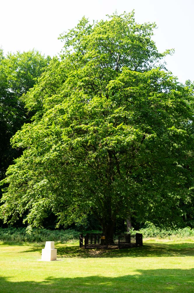 le seul arbre ayant survécu aux combats dans le Bois Delville