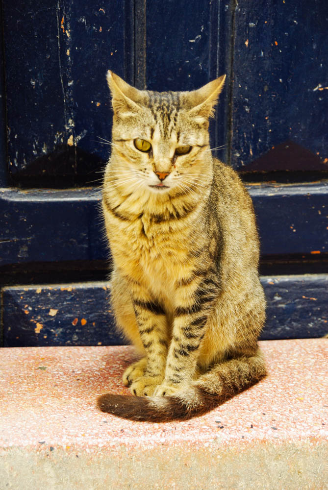 un chat dans la Medina d'Essaouira