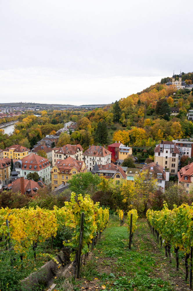 panorama sur Würtzburg, le Main et les vignobles