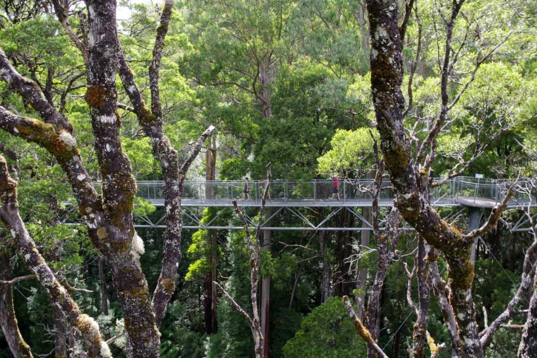 Otway Tree Top Walk en Australie