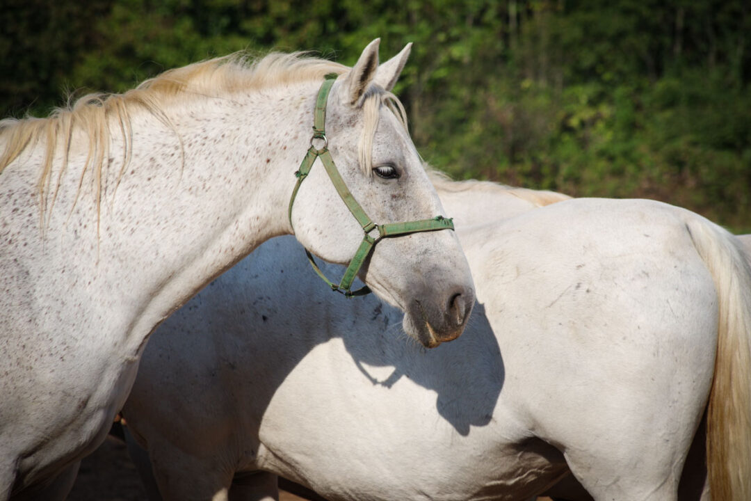 chevaux lippizans au haras de Lipica