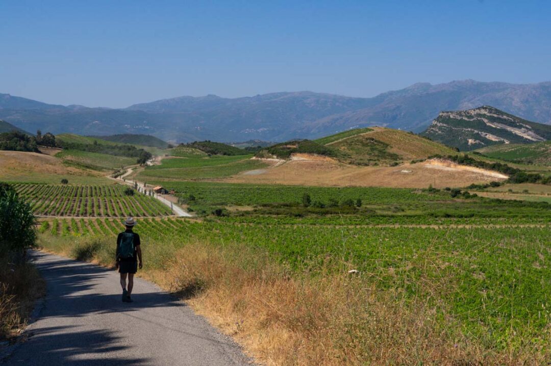 randonner dans les vignobles de Patrimonio